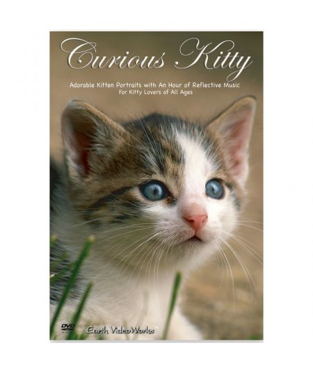 CURIOUS KITTY DVD